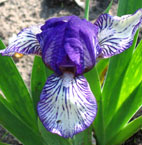Iris - Vilkdalgis - Twink